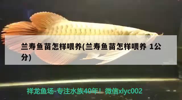 蘭壽魚苗怎樣喂養(yǎng)(蘭壽魚苗怎樣喂養(yǎng) 1公分)