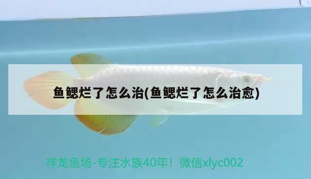 魚鰓爛了怎么治(魚鰓爛了怎么治愈) 粗線銀版魚