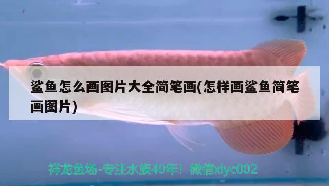 鯊魚怎么畫圖片大全簡(jiǎn)筆畫(怎樣畫鯊魚簡(jiǎn)筆畫圖片) 野彩魚