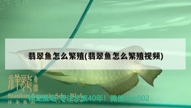 翡翠魚(yú)怎么繁殖(翡翠魚(yú)怎么繁殖視頻) 水族雜談