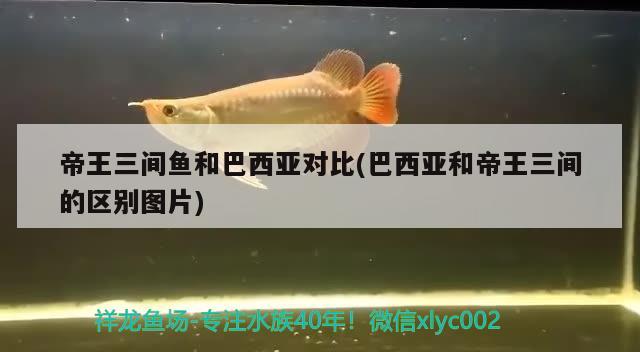 帝王三間魚和巴西亞對(duì)比(巴西亞和帝王三間的區(qū)別圖片) 巴西亞魚