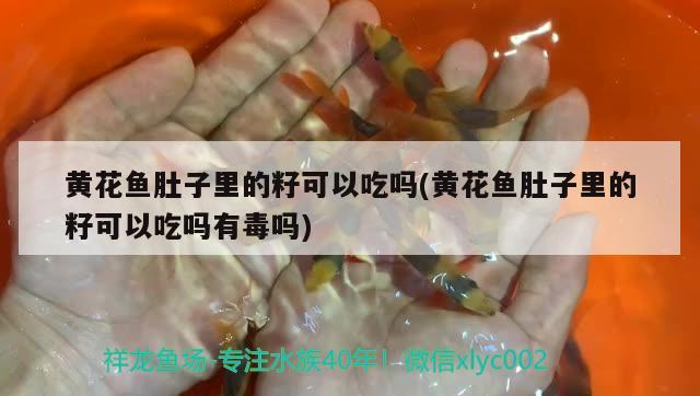 黃花魚肚子里的籽可以吃嗎(黃花魚肚子里的籽可以吃嗎有毒嗎)