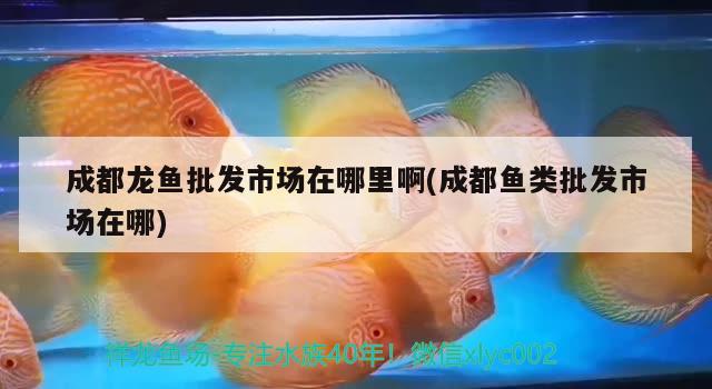 成都龍魚批發(fā)市場在哪里啊(成都魚類批發(fā)市場在哪)