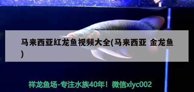 馬來西亞紅龍魚視頻大全(馬來西亞 金龍魚) 斯維尼關刀魚