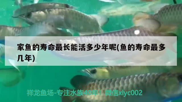 家魚的壽命最長(zhǎng)能活多少年呢(魚的壽命最多幾年) 觀賞魚水族批發(fā)市場(chǎng)