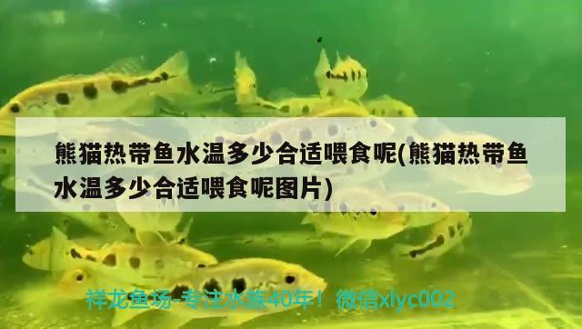 熊貓熱帶魚水溫多少合適喂食呢(熊貓熱帶魚水溫多少合適喂食呢圖片) 泰國虎魚