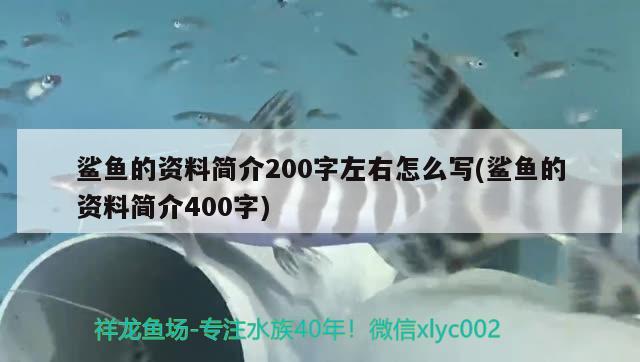 鯊魚的資料簡介200字左右怎么寫(鯊魚的資料簡介400字)