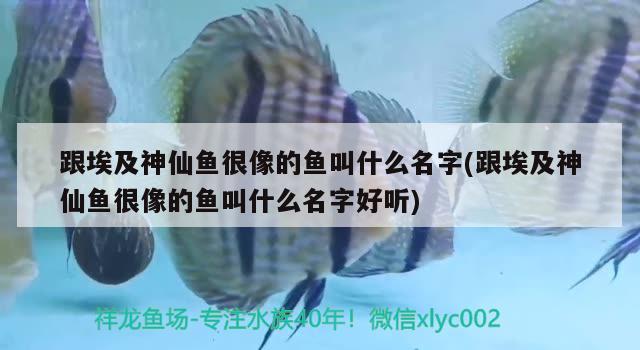 跟埃及神仙魚很像的魚叫什么名字(跟埃及神仙魚很像的魚叫什么名字好聽) 埃及神仙魚