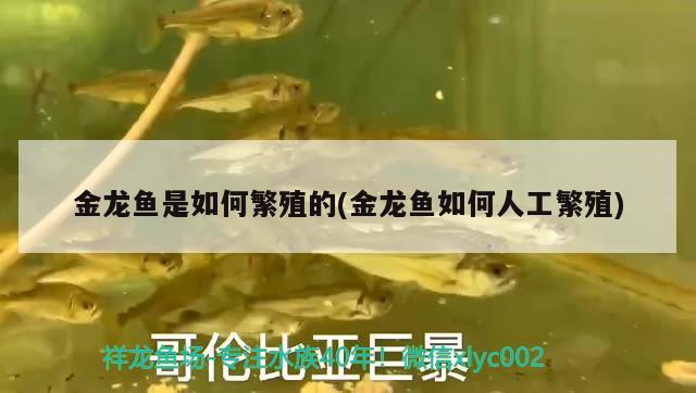 金龍魚是如何繁殖的(金龍魚如何人工繁殖) 白玉紅龍魚