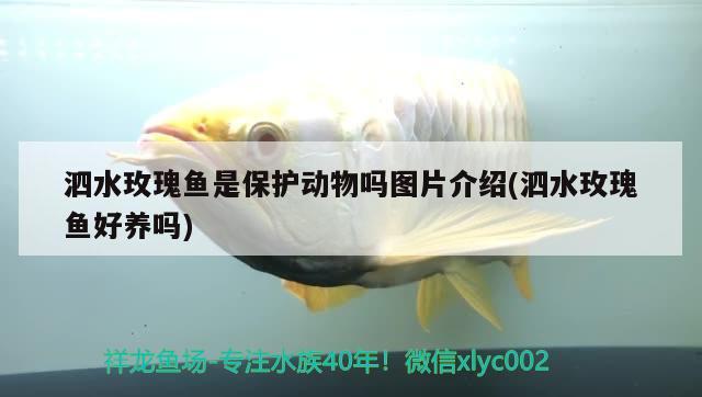 泗水玫瑰魚是保護(hù)動(dòng)物嗎圖片介紹(泗水玫瑰魚好養(yǎng)嗎) 泗水龍魚