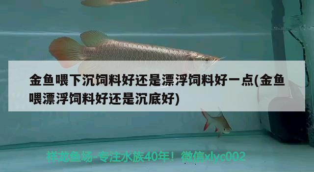 金魚(yú)喂下沉飼料好還是漂浮飼料好一點(diǎn)(金魚(yú)喂漂浮飼料好還是沉底好) B級(jí)過(guò)背金龍魚(yú)