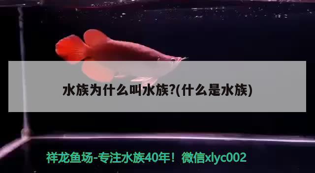 水族為什么叫水族？(什么是水族)