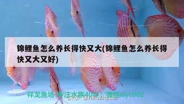 錦鯉魚怎么養(yǎng)長得快又大(錦鯉魚怎么養(yǎng)長得快又大又好)