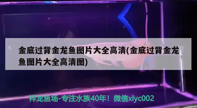 金底過背金龍魚圖片大全高清(金底過背金龍魚圖片大全高清圖) 過背金龍魚