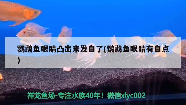 鸚鵡魚眼睛凸出來發(fā)白了(鸚鵡魚眼睛有白點) 鸚鵡魚