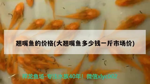 翹嘴魚的價格(大翹嘴魚多少錢一斤市場價) 白子關(guān)刀魚苗