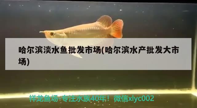 哈爾濱淡水魚批發(fā)市場(哈爾濱水產(chǎn)批發(fā)大市場) 暹羅巨鯉