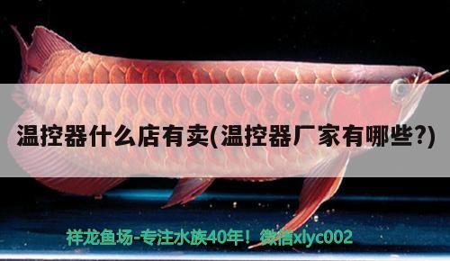 溫控器什么店有賣(mài)(溫控器廠家有哪些？) 祥龍藍(lán)珀金龍魚(yú)