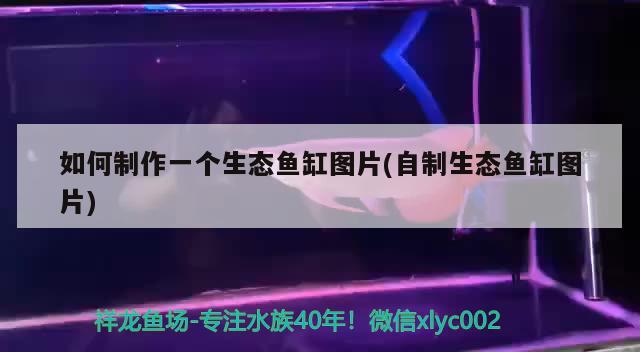 如何制作一個生態(tài)魚缸圖片(自制生態(tài)魚缸圖片) 祥龍魚場品牌產(chǎn)品