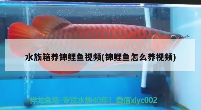 水族箱養(yǎng)錦鯉魚視頻(錦鯉魚怎么養(yǎng)視頻)