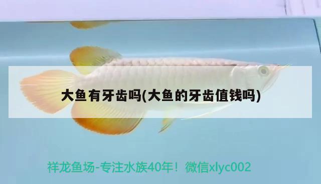 大魚有牙齒嗎(大魚的牙齒值錢嗎) 孵化器