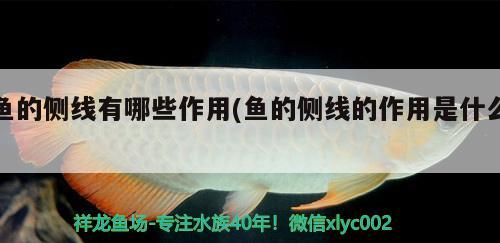 魚的側(cè)線有哪些作用(魚的側(cè)線的作用是什么)