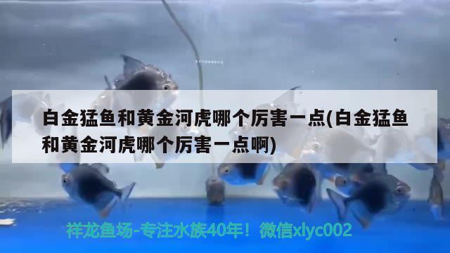 白金猛魚和黃金河虎哪個厲害一點(diǎn)(白金猛魚和黃金河虎哪個厲害一點(diǎn)啊) 黃金河虎魚