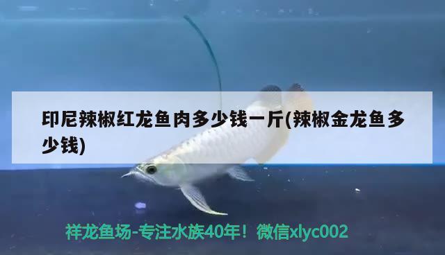 印尼辣椒紅龍魚肉多少錢一斤(辣椒金龍魚多少錢) 元寶鳳凰魚百科