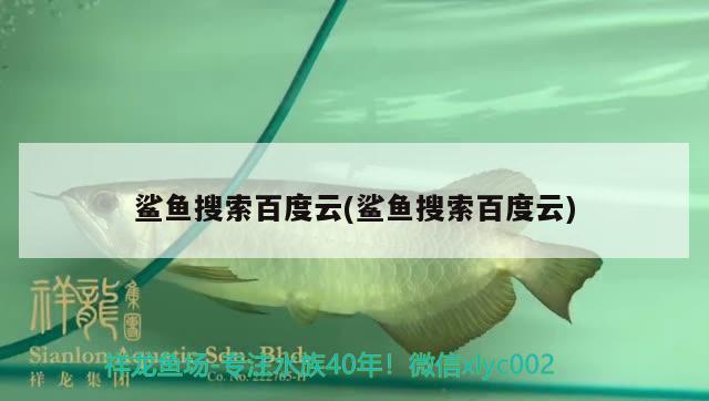 鯊魚搜索百度云(鯊魚搜索百度云) 粗線銀版魚苗