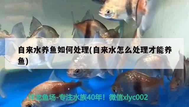 自來(lái)水養(yǎng)魚如何處理(自來(lái)水怎么處理才能養(yǎng)魚) 球鯊魚