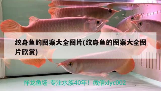 紋身魚的圖案大全圖片(紋身魚的圖案大全圖片欣賞)