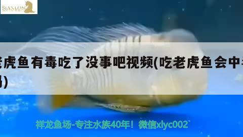 老虎魚有毒吃了沒事吧視頻(吃老虎魚會(huì)中毒嗎) 虎魚百科