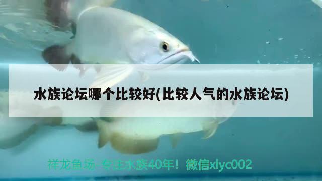 水族論壇哪個(gè)比較好(比較人氣的水族論壇) 新加坡號半紅龍魚（練手級紅龍魚）