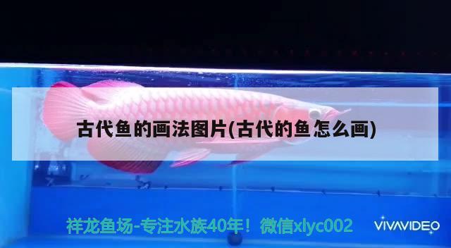 古代魚的畫法圖片(古代的魚怎么畫) 過背金龍魚