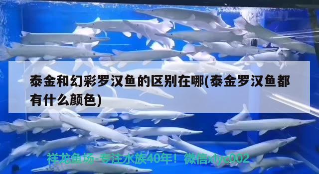 泰金和幻彩羅漢魚的區(qū)別在哪(泰金羅漢魚都有什么顏色) 羅漢魚