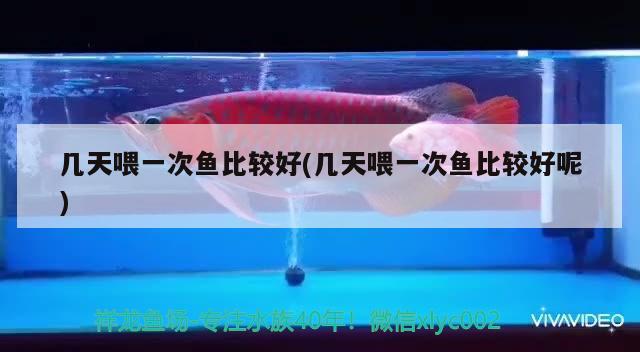 幾天喂一次魚比較好(幾天喂一次魚比較好呢) 錦鯉池魚池建設(shè)