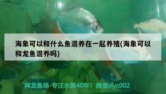 海象可以和什么魚混養(yǎng)在一起養(yǎng)殖(海象可以和龍魚混養(yǎng)嗎) 祥禾Super Red紅龍魚