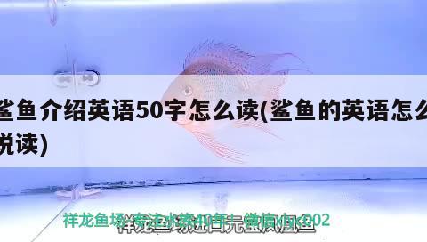 鯊魚介紹英語50字怎么讀(鯊魚的英語怎么說讀) 黑水素