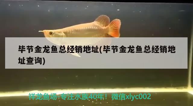 畢節(jié)金龍魚總經銷地址(畢節(jié)金龍魚總經銷地址查詢) 白化火箭