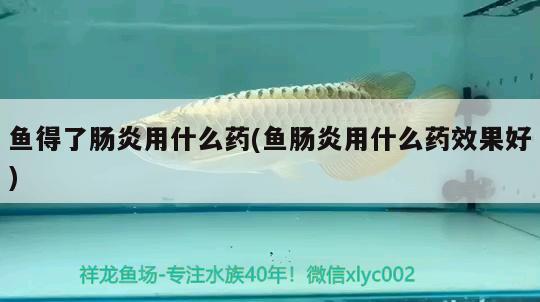 魚得了腸炎用什么藥(魚腸炎用什么藥效果好) 祥龍魚場