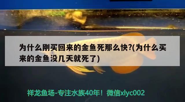 為什么剛買回來的金魚死那么快？(為什么買來的金魚沒幾天就死了) 紅老虎魚