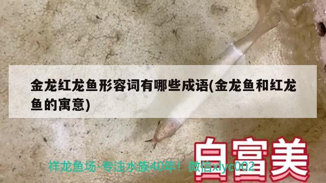 金龍紅龍魚形容詞有哪些成語(金龍魚和紅龍魚的寓意) 眼斑魚