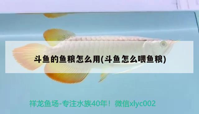 斗魚的魚糧怎么用(斗魚怎么喂魚糧) 財神鸚鵡魚