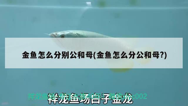 金魚(yú)怎么分別公和母(金魚(yú)怎么分公和母？) 玫瑰銀版魚(yú)