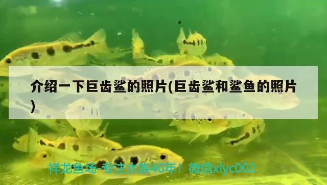 介紹一下巨齒鯊的照片(巨齒鯊和鯊魚的照片) 大白鯊魚