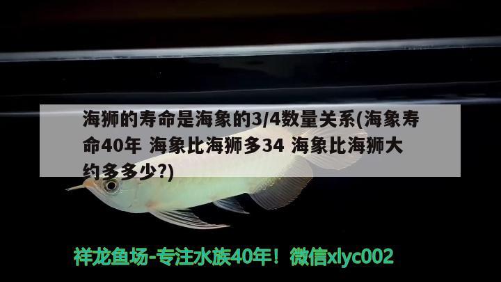 海獅的壽命是海象的34數(shù)量關(guān)系(海象壽命40年 海象比海獅多34 海象比海獅大約多多少？) 觀賞魚市場