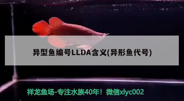 異型魚編號LLDA含義(異形魚代號) 斑馬鴨嘴魚