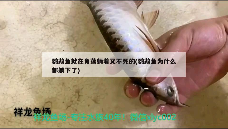 鸚鵡魚就在角落躺著又不死的(鸚鵡魚為什么都躺下了)