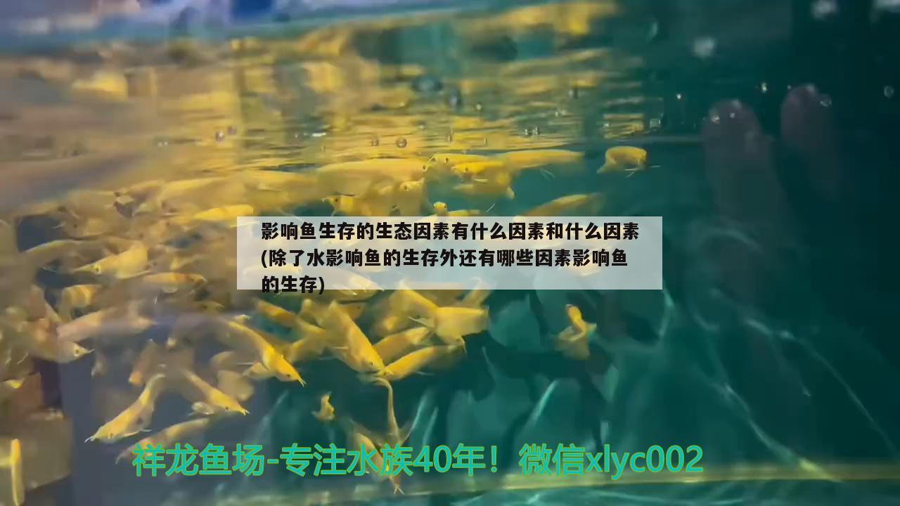 影響魚(yú)生存的生態(tài)因素有什么因素和什么因素(除了水影響魚(yú)的生存外還有哪些因素影響魚(yú)的生存)