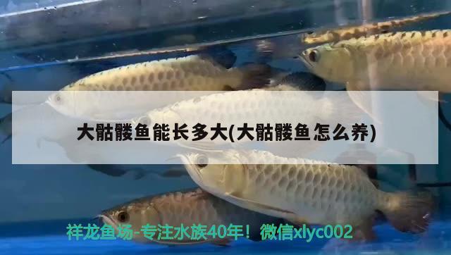 大骷髏魚能長多大(大骷髏魚怎么養(yǎng)) 龍鳳鯉魚 第1張